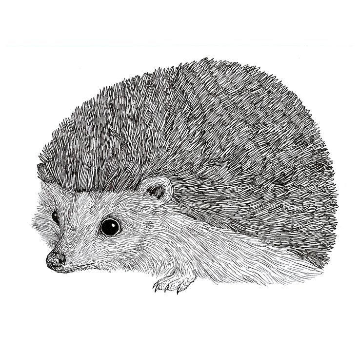 an ink drawing of a hedgehog