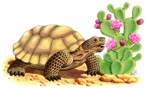 a drawing of a tortoise next to a cacti with pink flowers