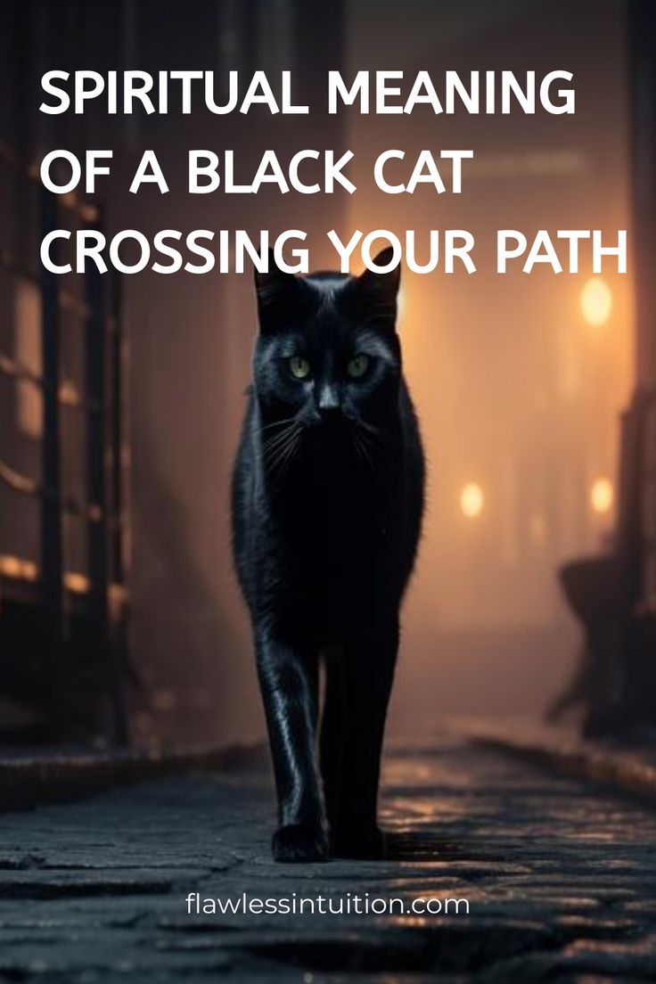 a black cat walking down a street at night with the caption's title