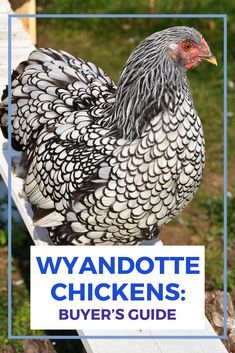 a black and white chicken standing on top of a wooden bench with the words wyandote chickens buyer's guide