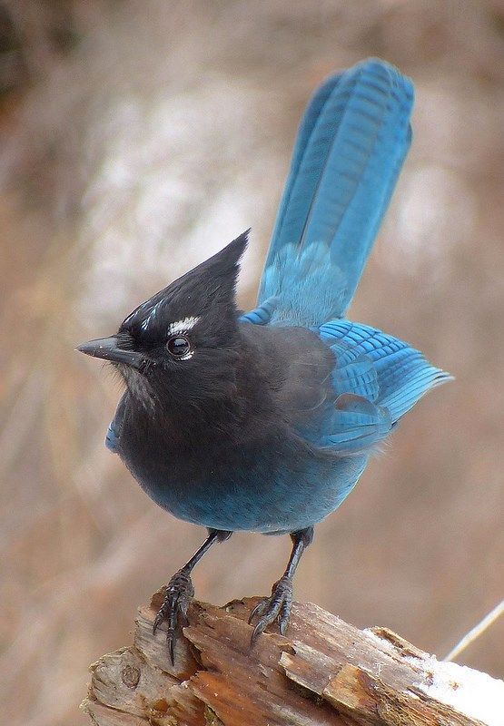 a blue and black bird sitting on top of a tree branch