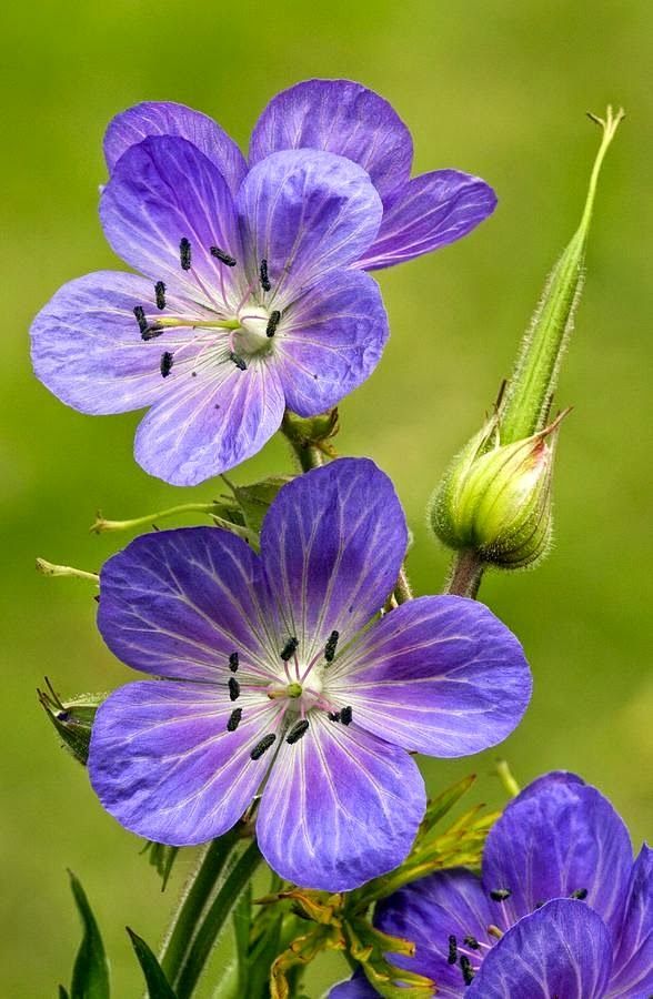 purple flowers with green stems in the background