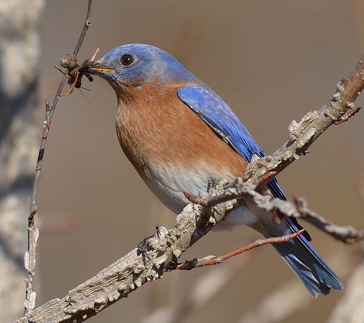 a small blue bird sitting on top of a tree branch with a worm in it's mouth