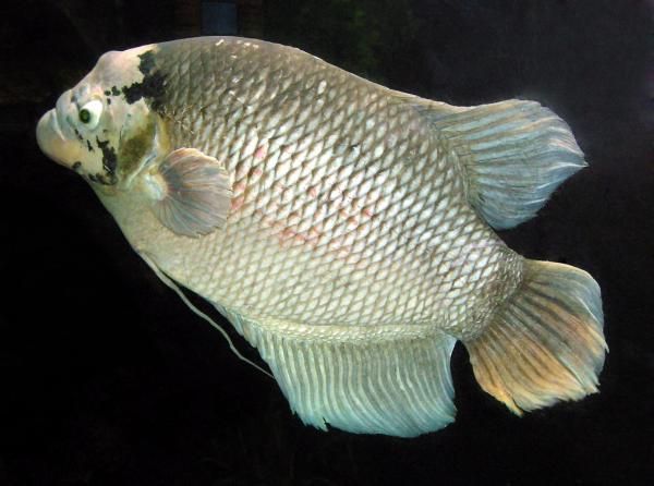 a large white fish swimming in an aquarium with dark water and sunlight shining on it's side