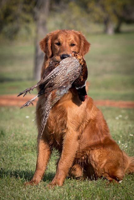 a dog holding a bird in its mouth and sitting on the ground with it's paws