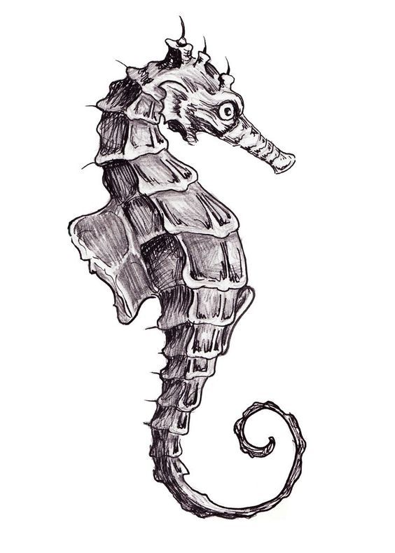 a black and white drawing of a seahorse on the app store's facebook page