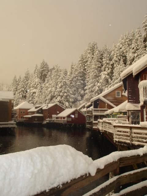 snow covered trees and houses next to a body of water