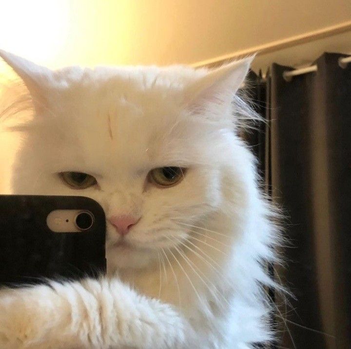 a white cat is taking a selfie with its phone