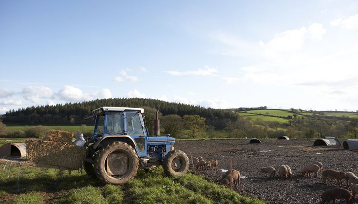 a tractor is pulling hay in the middle of a field with animals grazing on it