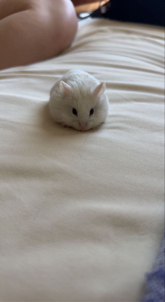 a small white hamster laying on top of a bed