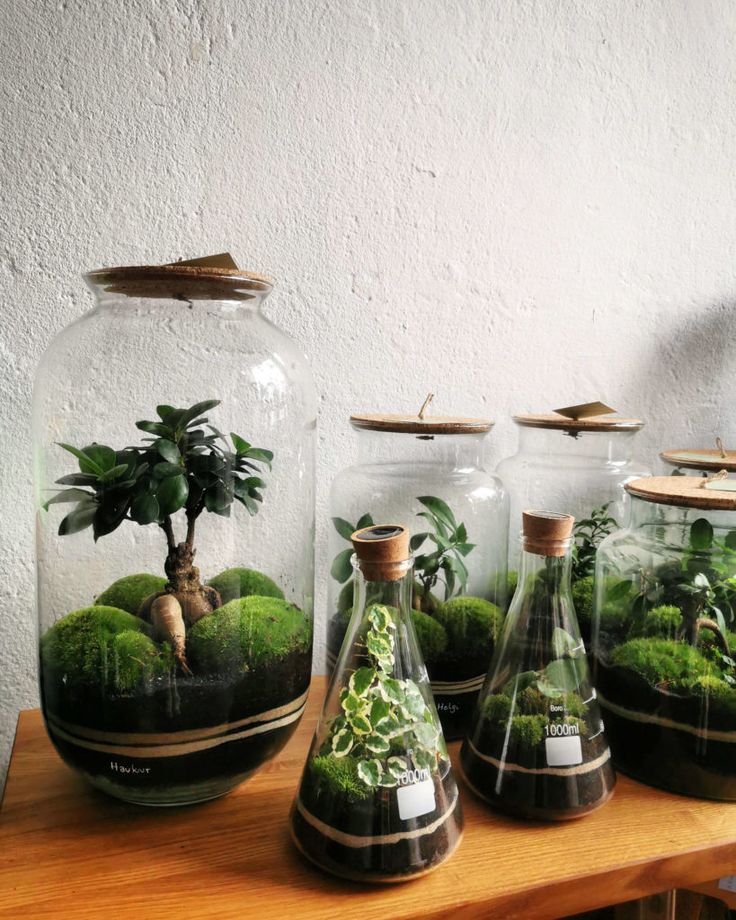 three glass vases filled with plants on top of a wooden table