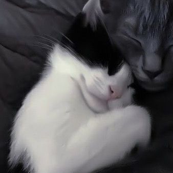 two black and white cats cuddle together on a couch with their heads touching each other