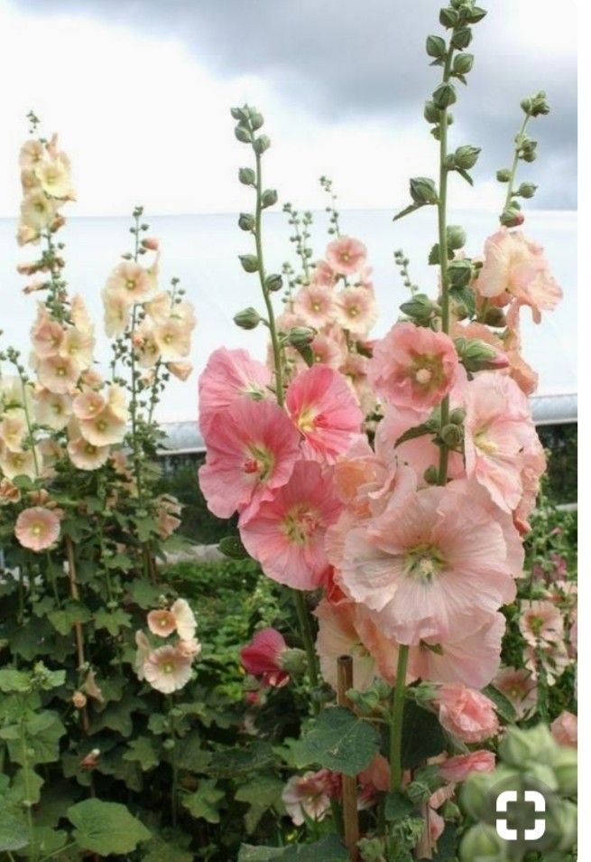 pink and white flowers in a garden with cloudy sky behind them on a sunny day