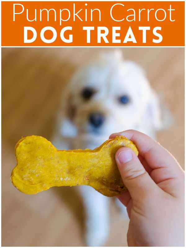 a hand holding a dog treat in front of a white puppy with orange lettering that says pumpkin carrot dog treats