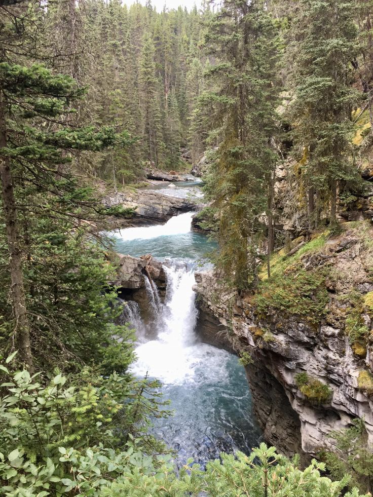 a river running through a forest filled with lots of trees