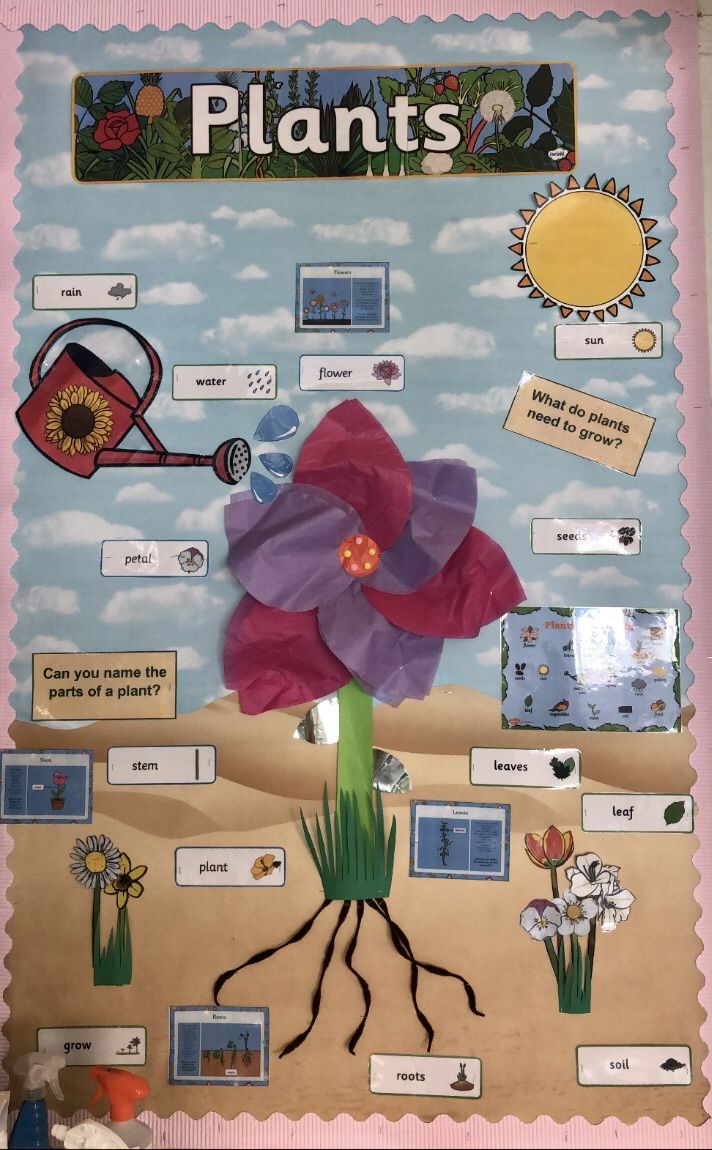 a bulletin board with flowers and plants on it's sides, labeled plant parts