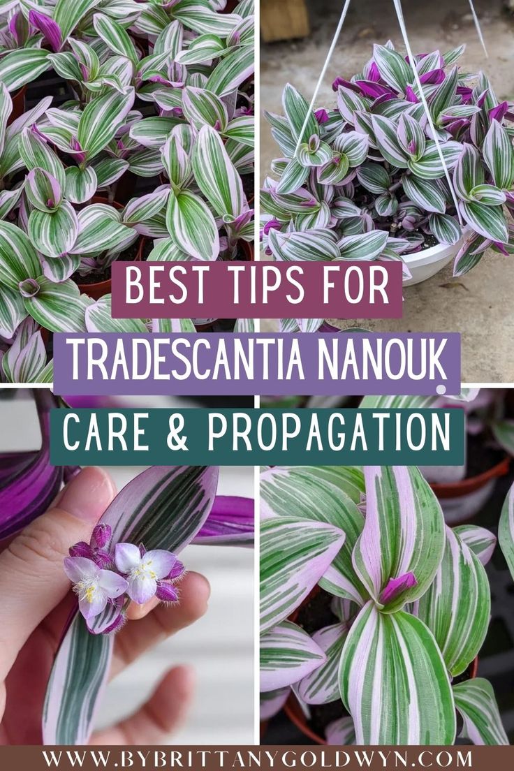 purple and green plants with the words best tips for tradescantia nanouk care & propagation