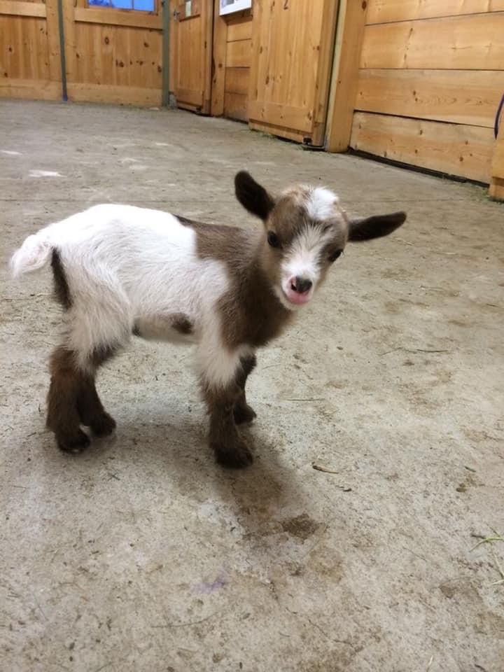 a small brown and white goat standing on top of a floor