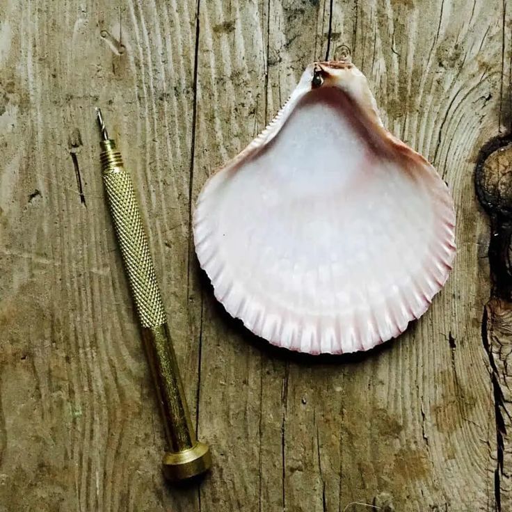 a shell and a pen on a wooden surface