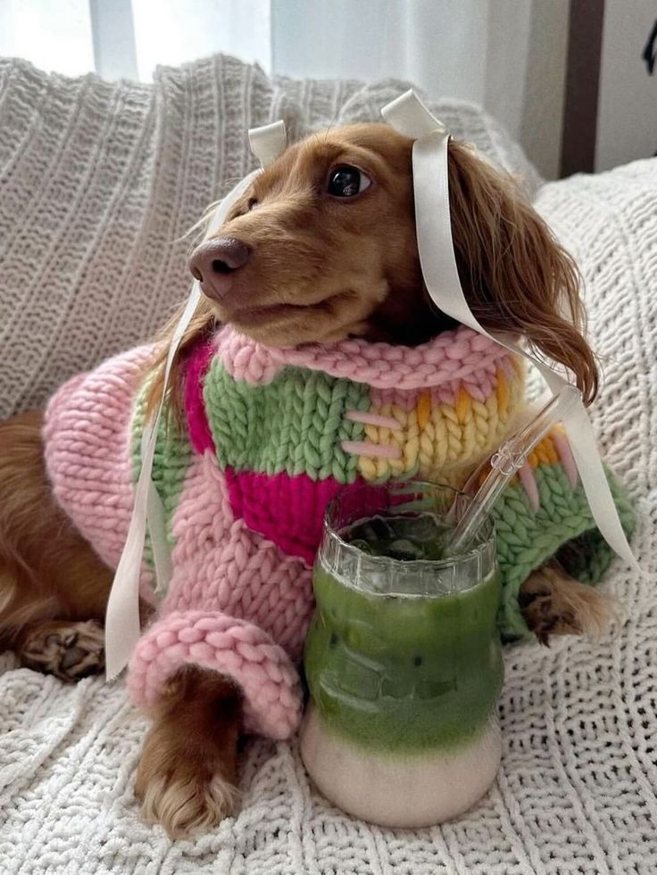 a dog wearing a sweater sitting on a bed next to a jar of green liquid