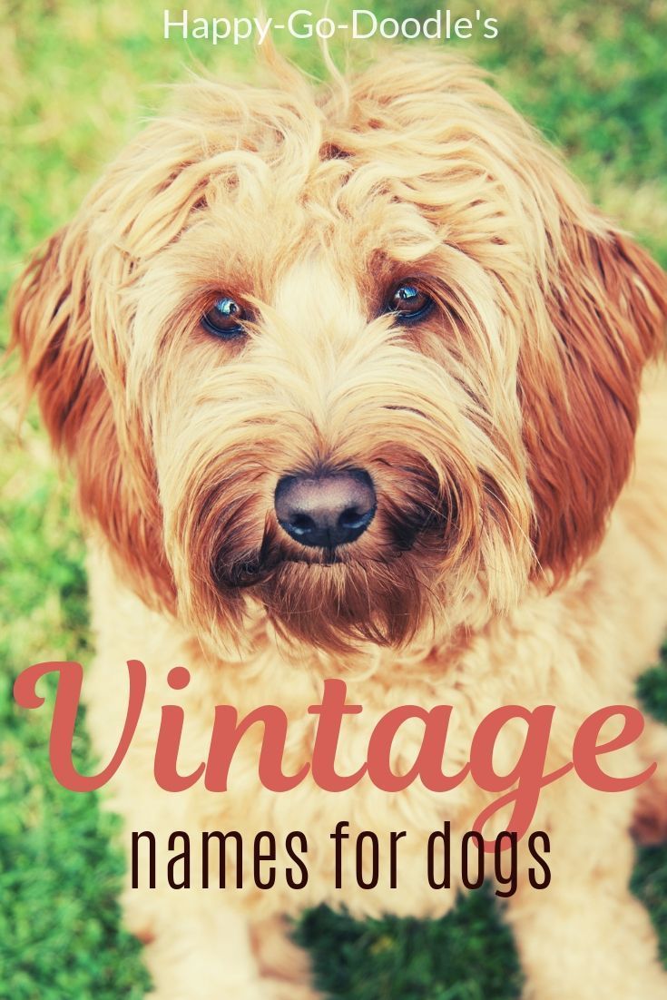 a dog with the words vintage names for dogs