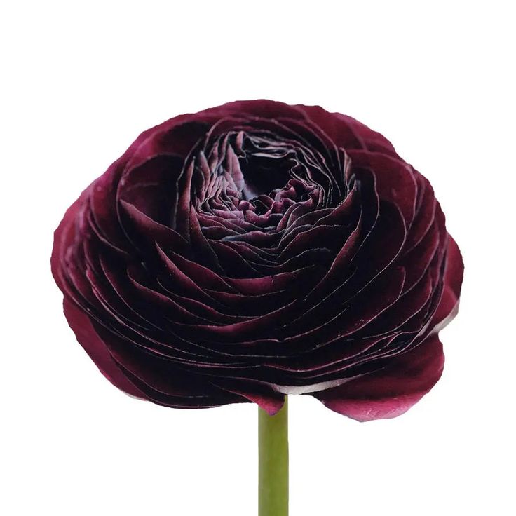 Ranunculus Burgundy 35cm - 100 Stem Bunch Holex Dutch Flower Ranunculus, Burgundy Ranunculus, Stem Boxes, Burgundy Dahlia, Event Centerpiece, Burgundy Flowers, Ranunculus, Fall Flowers, Burgundy Color