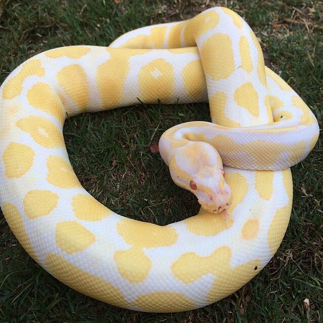 a yellow and white snake laying on top of grass