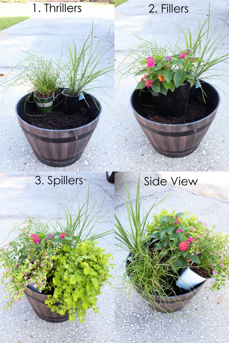 four different types of flower pots with flowers in them and the words, how to grow plants