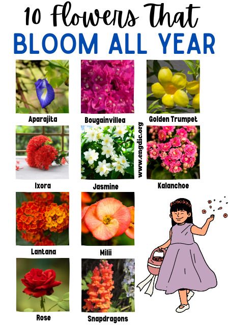 flowers that bloom all year with the words, 10 flowers that bloom all year on it