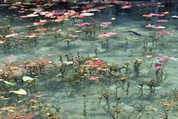 the water is full of pink flowers and green plants with leaves floating on top of it