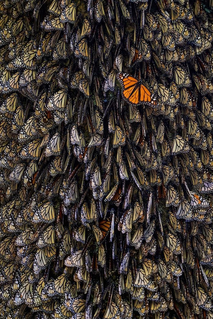 a large group of monarch butterflies clustered together