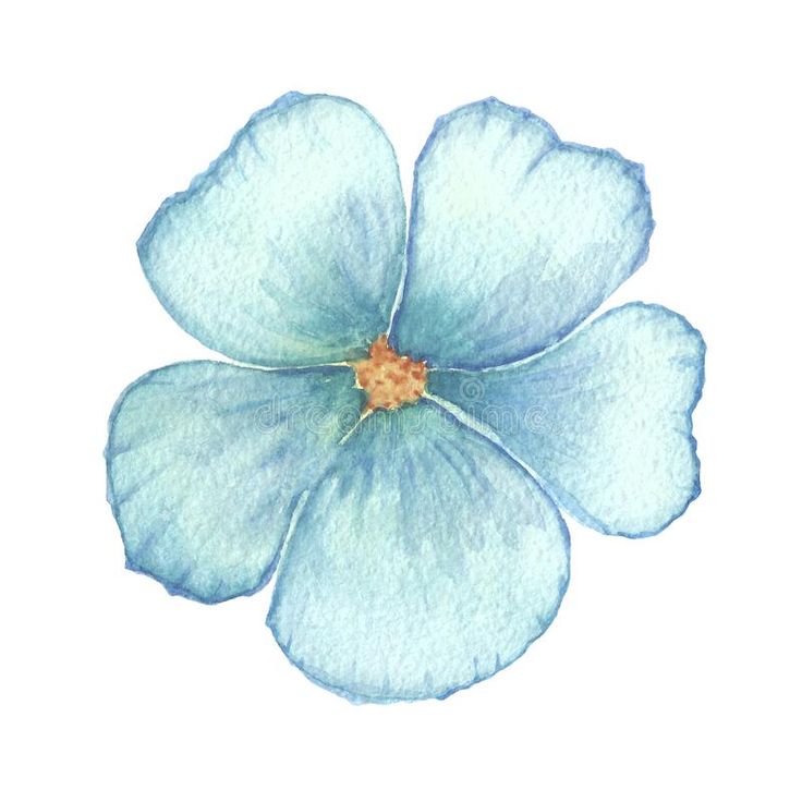 the blue flower is painted in watercolor on a white background royalty illustration stock images