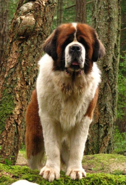 a large brown and white dog standing next to a tree in the forest with moss on it's trunk