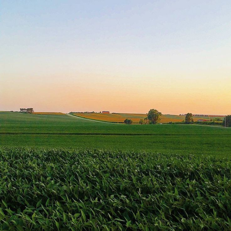 a field with green grass and trees in the distance