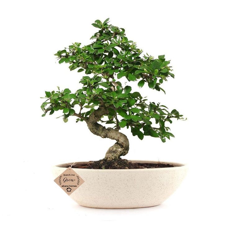 a bonsai tree in a white ceramic pot on a white background with a tag