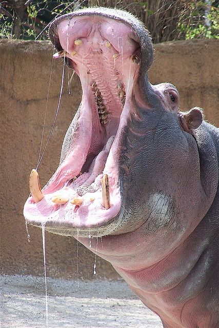 a hippopotamus with its mouth open and it's tongue out