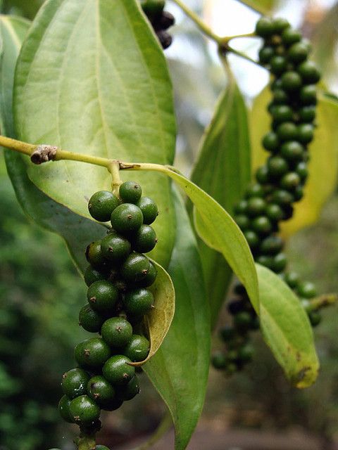 some green grapes hanging from a tree branch in the rain with water droplets on them