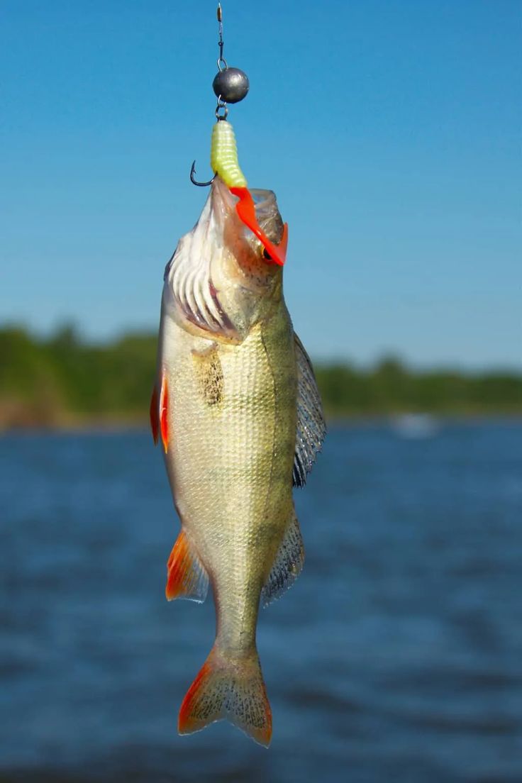 a small fish hanging from a hook in the water