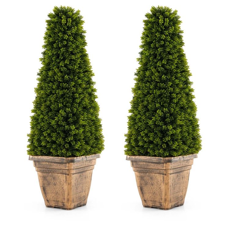 two large potted trees sitting next to each other