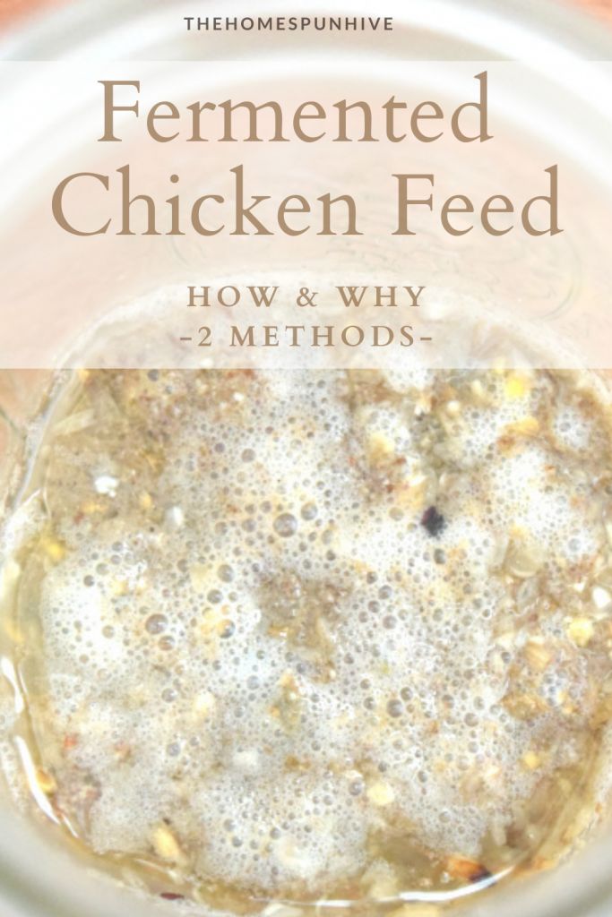 fermented chicken feed in a glass bowl with text overlay that reads how and why 2 method