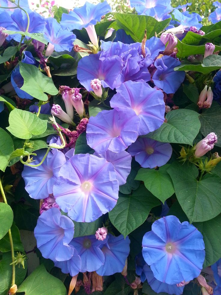 many blue flowers are growing on the side of a building with green leaves around them