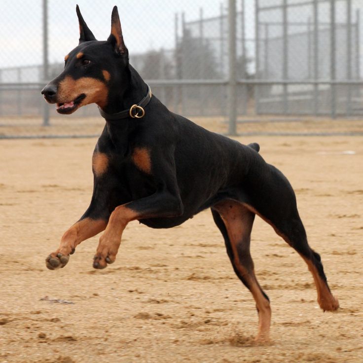 a black and brown dog jumping in the air