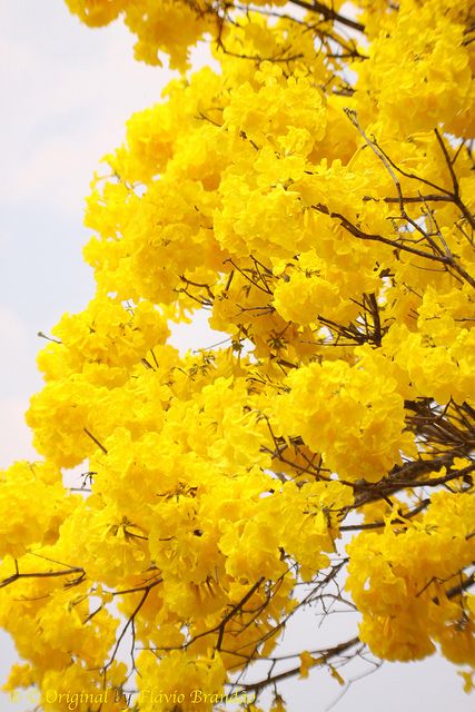 yellow flowers are blooming on the tree