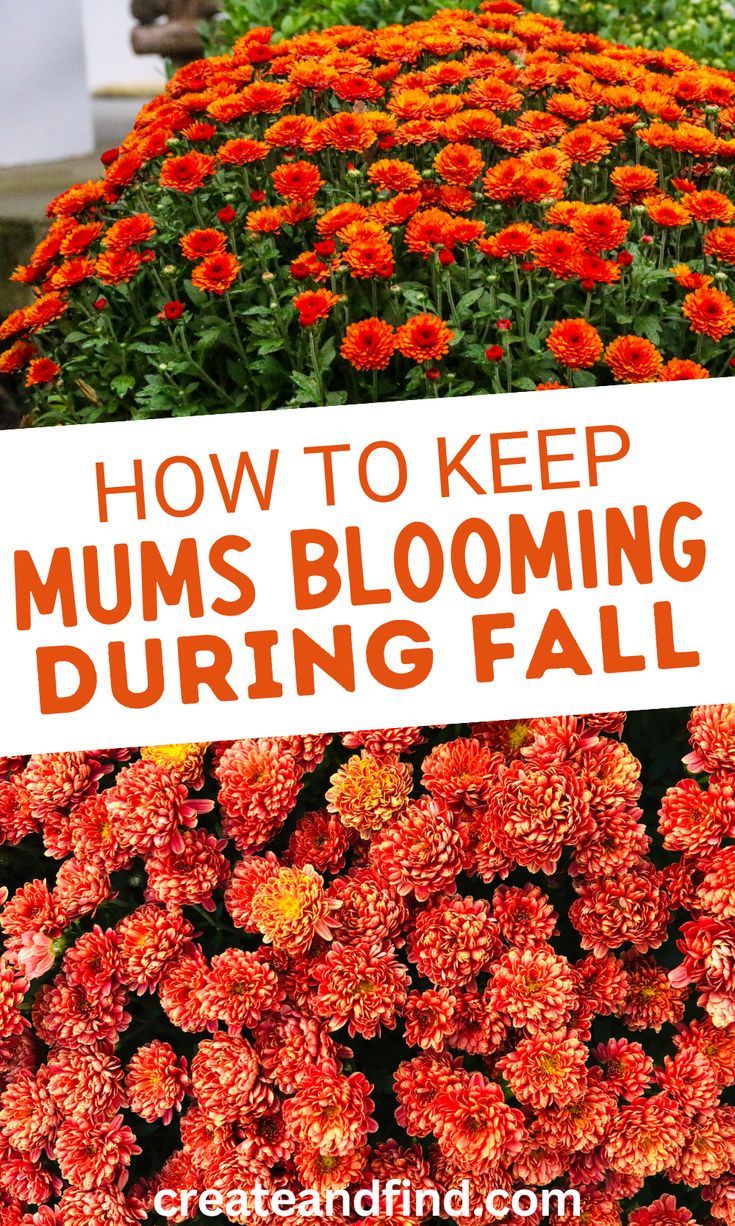 How to keep fall mums alive and blooming. Mum Planters, Garden Mums, Fall Flower Pots, Fall Pots, Potted Mums, Fall Flowers Garden, Fall Landscaping, Planting Mums, Front Porch Flowers