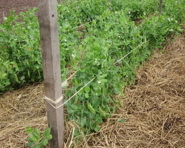 a row of green plants growing in a field next to a wooden pole and fence