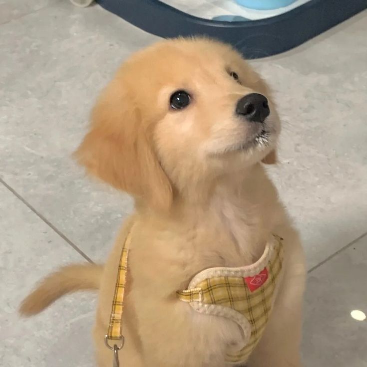 a small dog sitting on top of a tile floor