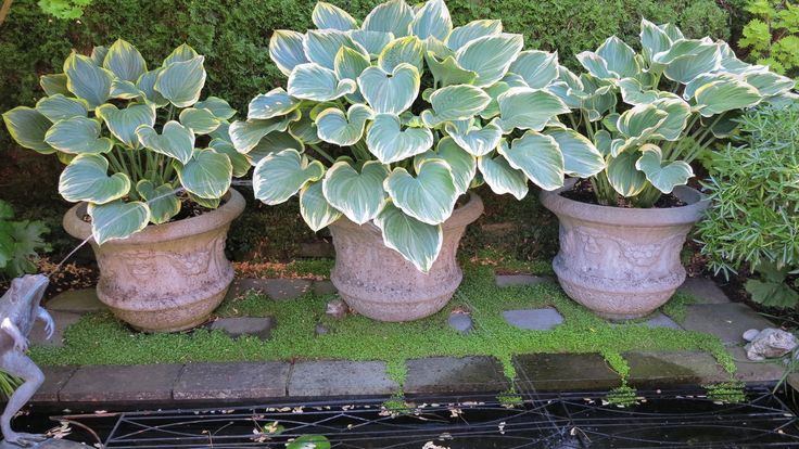 three large potted plants sitting on top of a stone walkway next to a garden