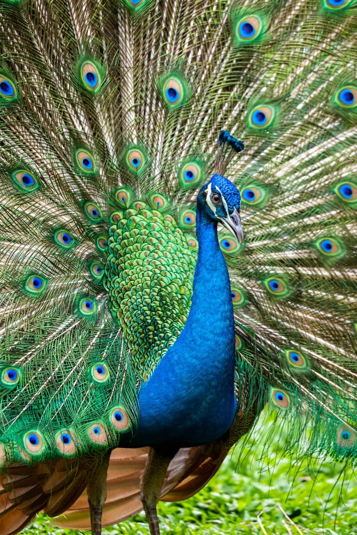 a peacock with its feathers spread out