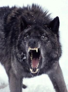 an angry looking wolf with its mouth open