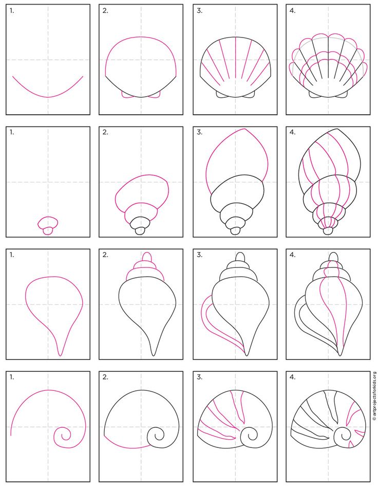 how to draw seashells step by step